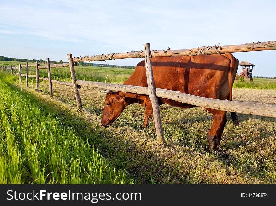 Cow wants fresh grass from the another pasture. Cow wants fresh grass from the another pasture