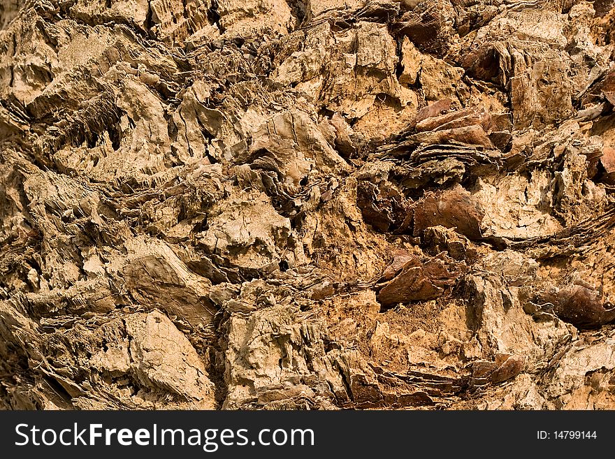 Bark of a palm tree