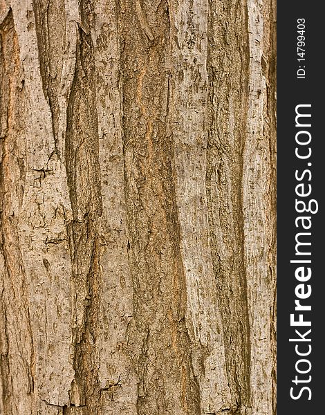 Tree bark texture or background.