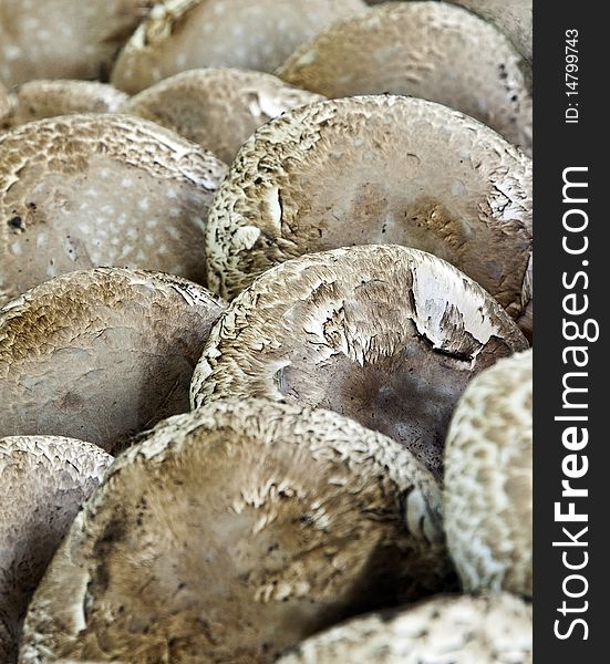 Fresh portabella mushrooms at a farmers market