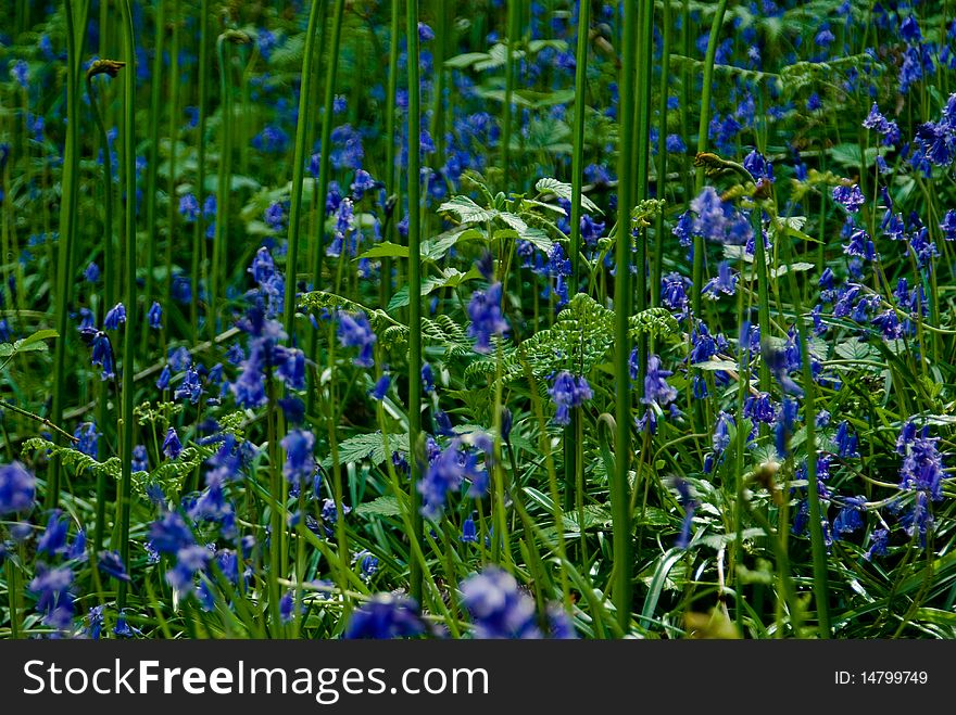 Bluebells background with selective focus. Bluebells background with selective focus