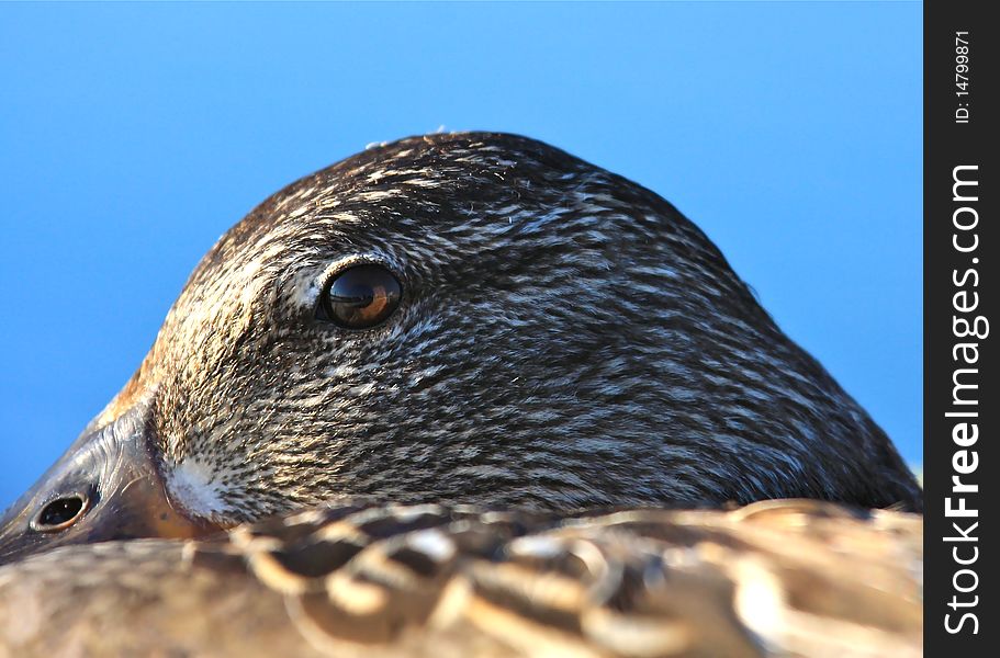 Vigilant Duck Eye