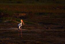 Free Standing Alone In Golden Hours Stock Photography - 147915452