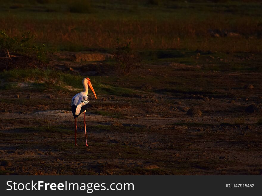 Standing Alone In Golden Hours