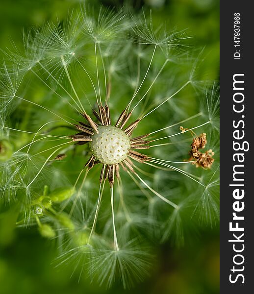Fluffy faded fragile field dandelion