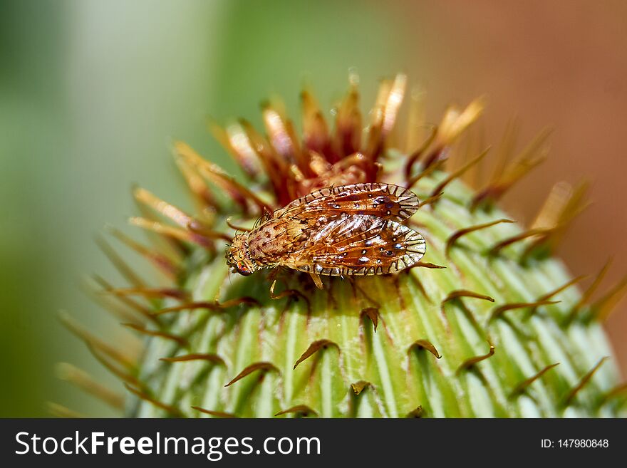 Macro of colorful Paracantha fruit fly on the Cirsium texanum bud