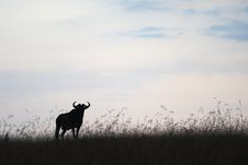 Lone Wildebeest Stock Photo