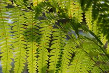 Backlit Fern Royalty Free Stock Photo Backlit Fern Royalty Free Stock Photo