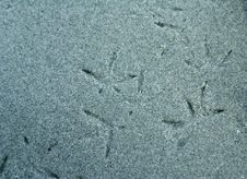 Bird Prints In The Sand Stock Photo Bird Prints In The Sand Stock Photo