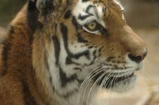 Tiger 3 Stock Image