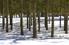 Tree Shadows In Forest Stock Photos Tree Shadows In Forest Stock Photos