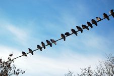 Dove Convention Stock Image