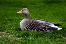 Resting Duck Royalty Free Stock Photography Resting Duck Royalty Free Stock Photography