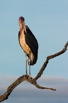 Marabou Stork Royalty Free Stock Image