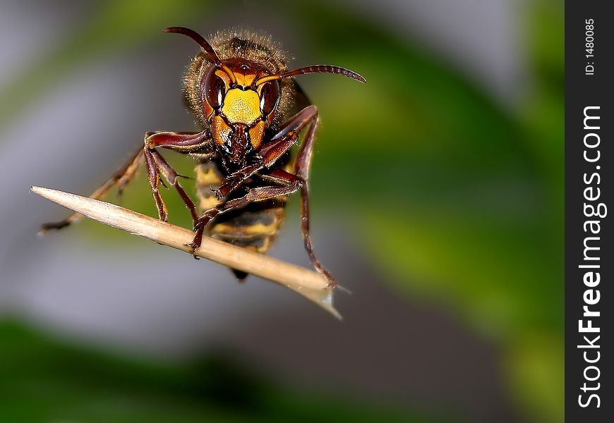 Atacking wasp in the air