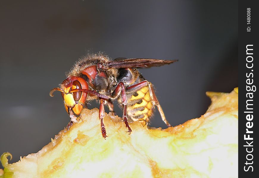 Feeding wasp from an apple