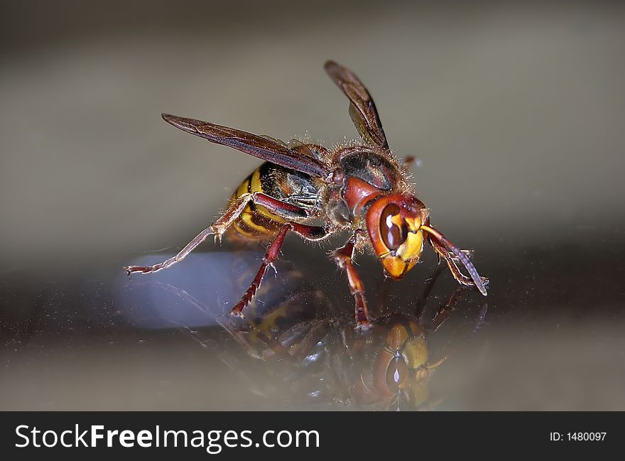 Wasp on a table with reflection