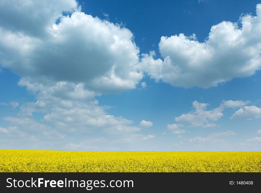 Colza field in bloom under beautiful summer sky with white clouds, wide angle shot. Colza field in bloom under beautiful summer sky with white clouds, wide angle shot.