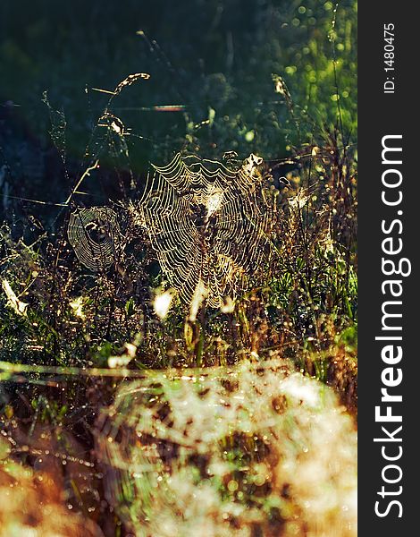 Morning light shining on a spiderweb