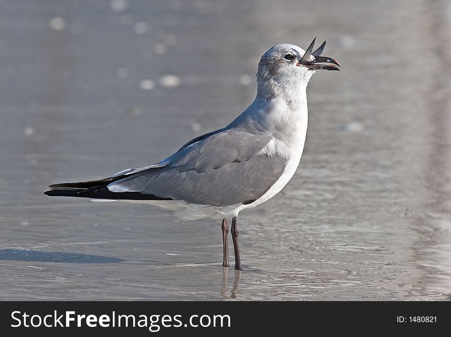 Laughing Gull Standing at the Ocean Shore