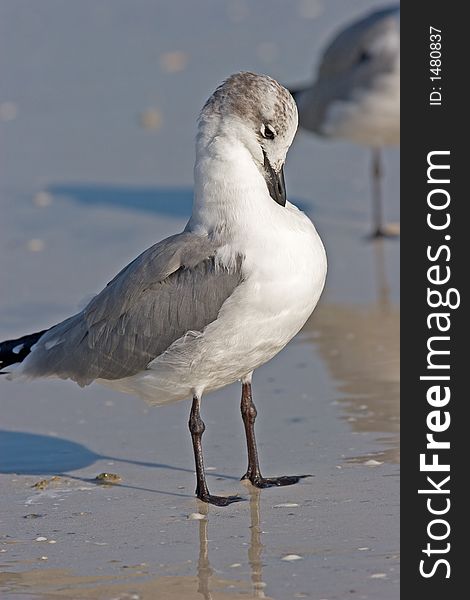 Laughing Gull Primping His feathers