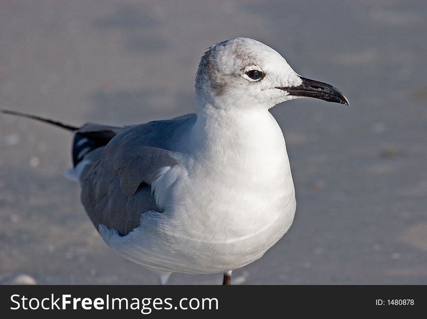 Portrait of a Laughing Gull