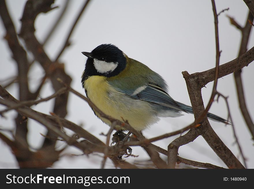 Tit, bird, winter, snow, cold, tree, white, yellow,