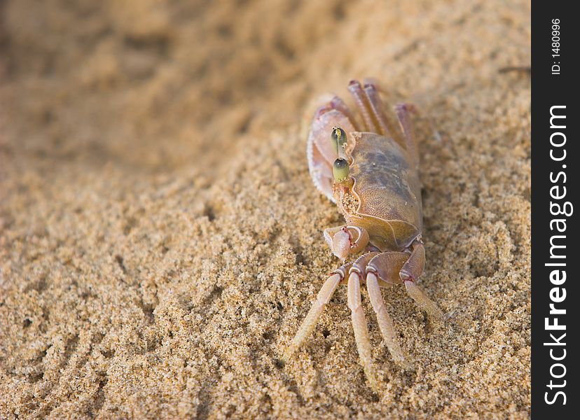 Crab close-up, standing on beach ,very secretaive