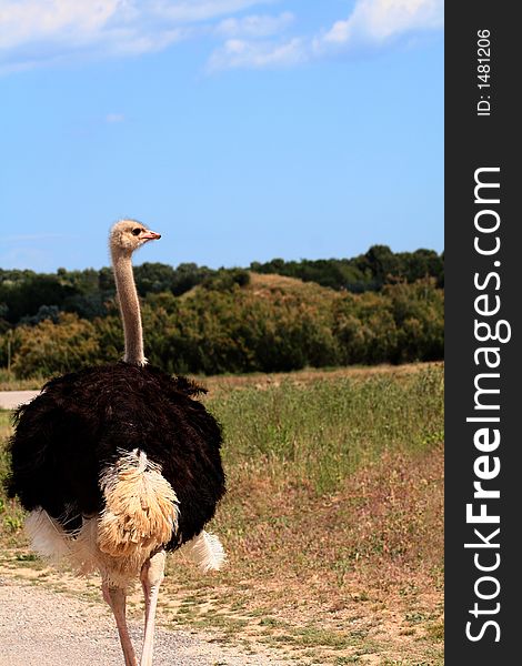 The ostrich in the landscape. The ostrich in the landscape.