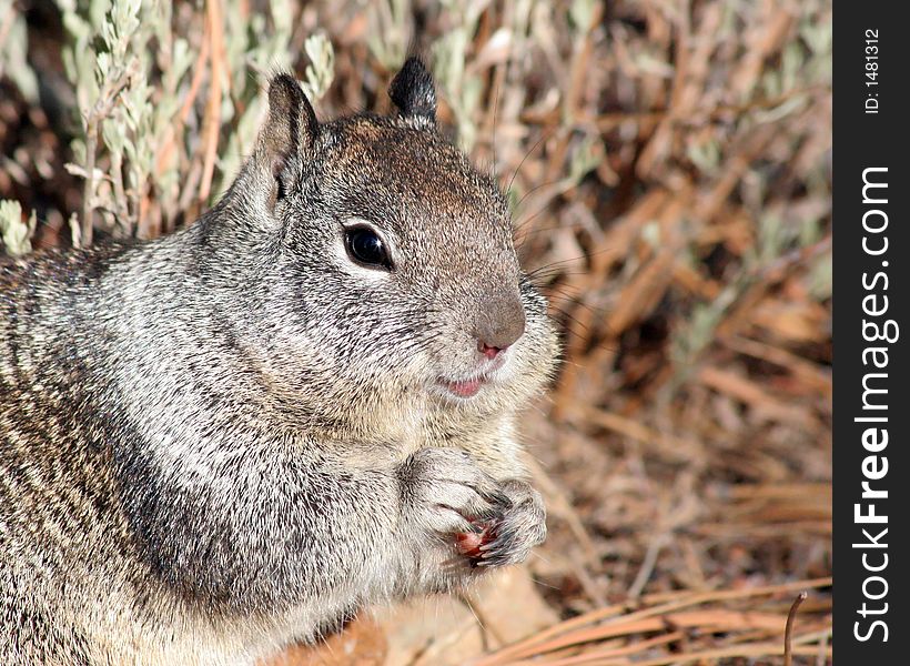 This little ground squirrel, up near Taylor Creek (Lake Tahoe area) was shoveling in the food as quickly as he could. His cheekcs continued to grow, and every time I thought he can't possibly squeeze another one in! he did just that! Details on this one are tack-sharp. If you could zoom into his eye, you would see the sun reflected, as well as all the surrounding trees. This little ground squirrel, up near Taylor Creek (Lake Tahoe area) was shoveling in the food as quickly as he could. His cheekcs continued to grow, and every time I thought he can't possibly squeeze another one in! he did just that! Details on this one are tack-sharp. If you could zoom into his eye, you would see the sun reflected, as well as all the surrounding trees.