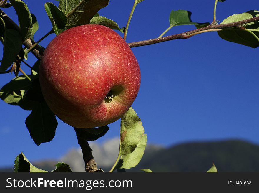 A red apple hanging on the branch in the sunlight