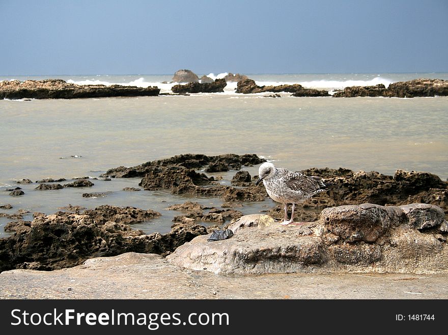 View at the Atlantic's moroccan coast in Essaouira