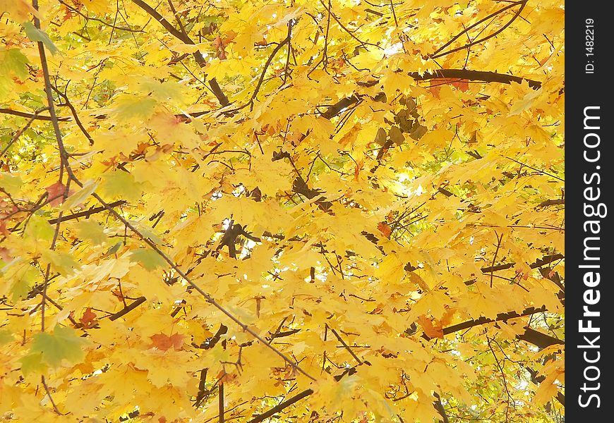 Maple tree foliage in fall colors. Maple tree foliage in fall colors