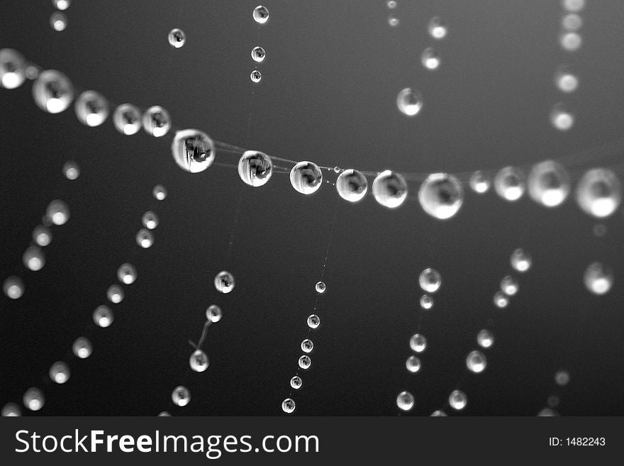 Close-up of dew drops on a spider web. Close-up of dew drops on a spider web