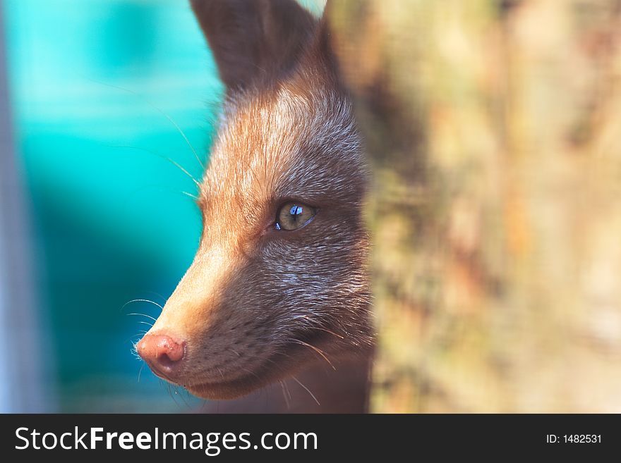 Juvenile red fox (Vulpes vulpes) peering from behind a tree. Juvenile red fox (Vulpes vulpes) peering from behind a tree