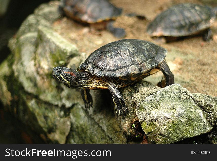 Turtle Jumping Over Rocks