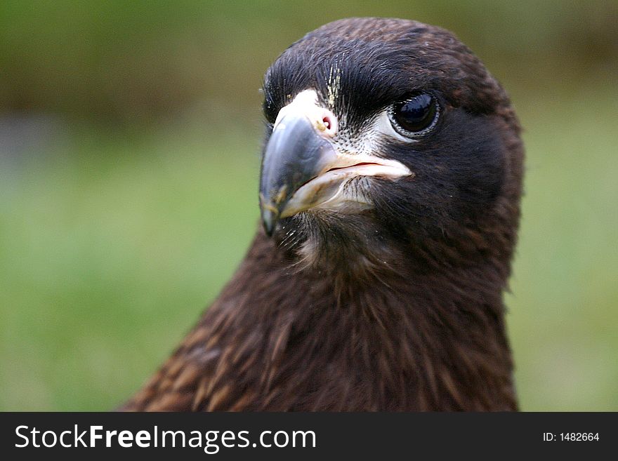 Brown eagle looking at us