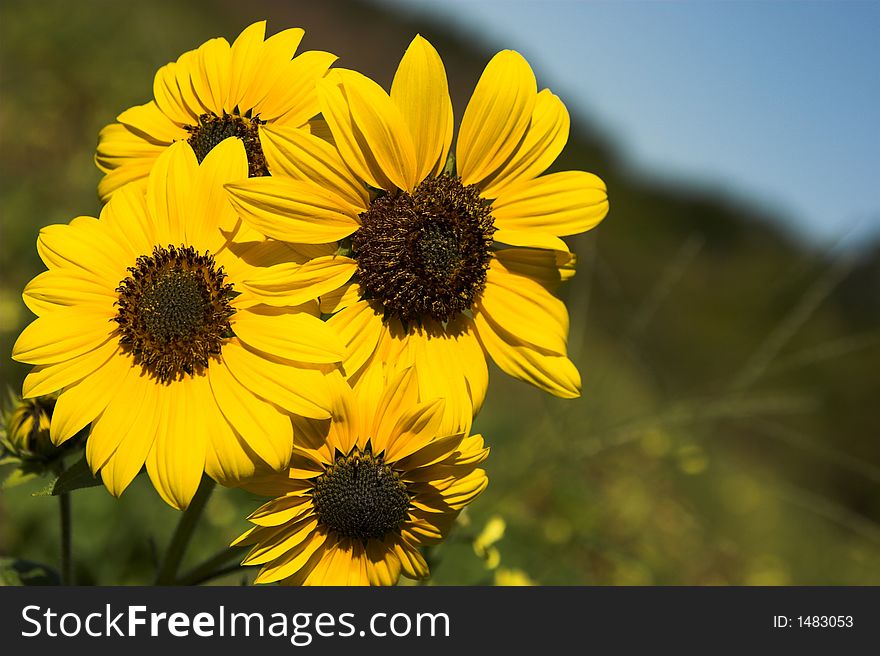 Bright yellow sunflowers against blurred background