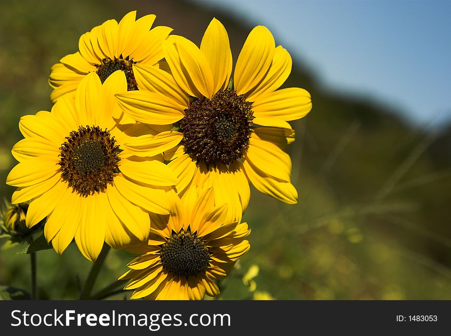 Sunflowers