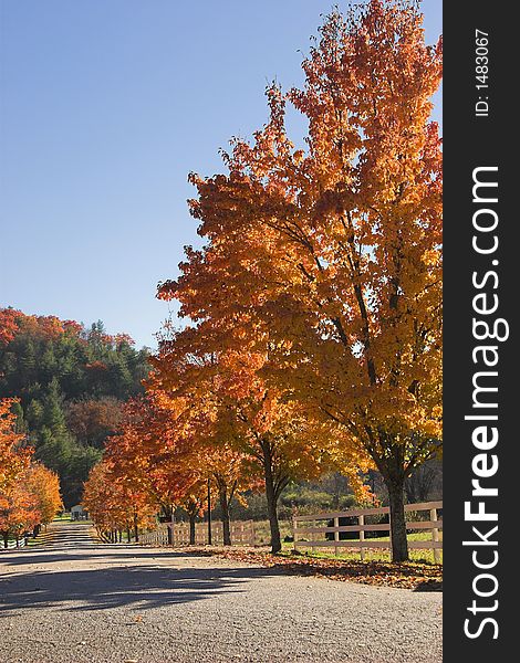 Country row lined with autumn maples. Country row lined with autumn maples