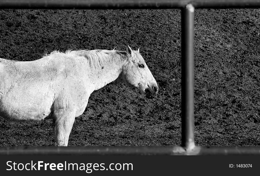 Horse framed by iron fence in black and white in the rain. Horse framed by iron fence in black and white in the rain.