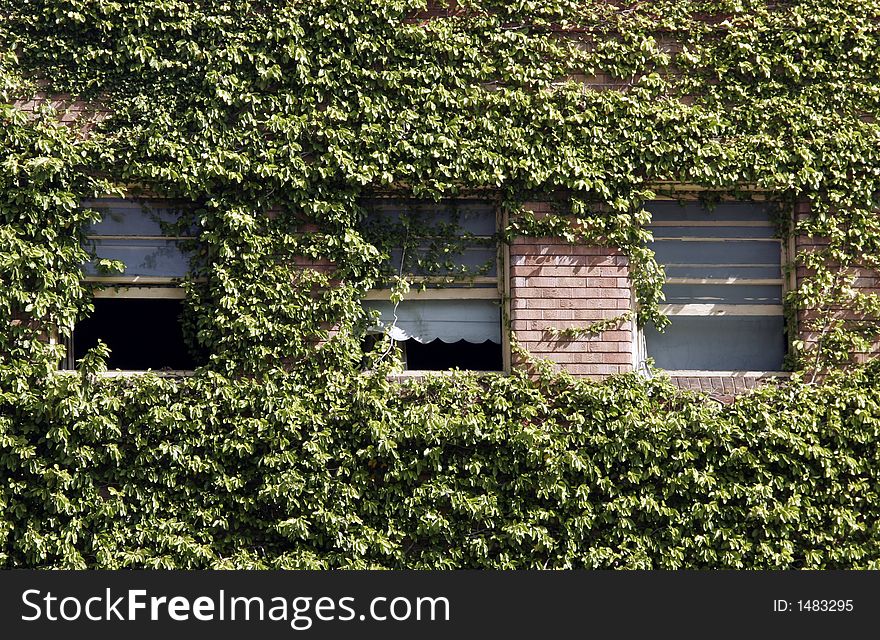 Three Windows In A Red Brick Wall Covered By Green Plants