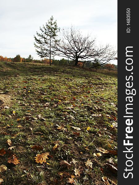 Leaves and tree on the autumn grassland