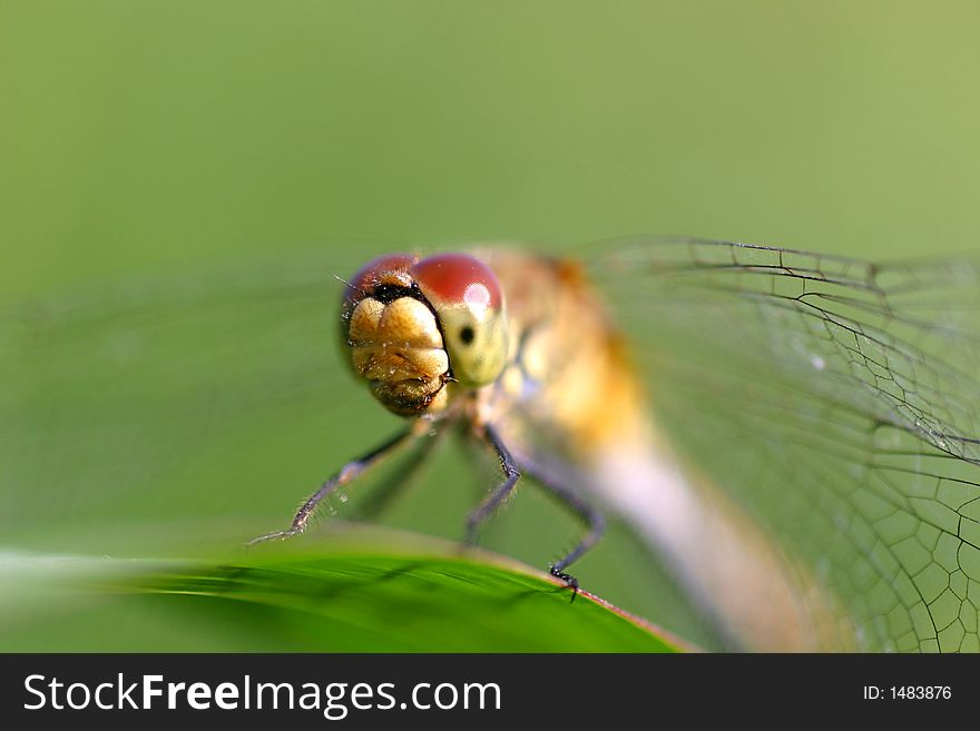 A dragonfly is relaxing on the grass in summer.