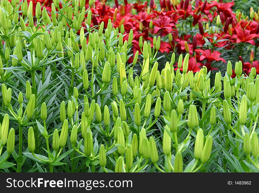 Red Lilies and green lily buds. Red Lilies and green lily buds