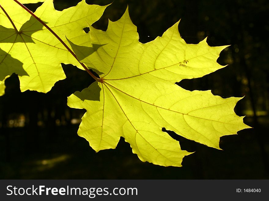 Two maple leaves of green color on a background of an autumn forest