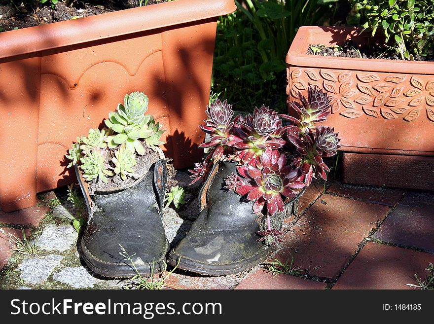 Two old shoes with flowers who likes to grow there. Two old shoes with flowers who likes to grow there