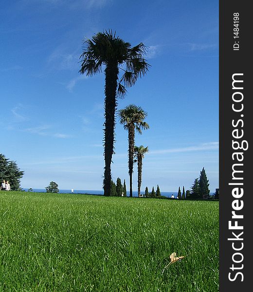 Green lawn with three palms