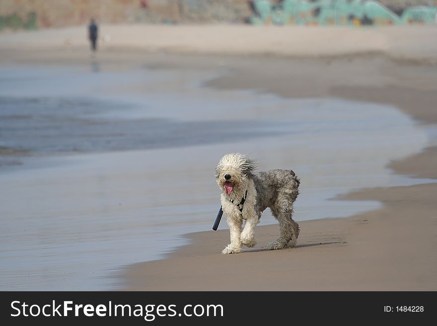Sheepdog dog in the beach