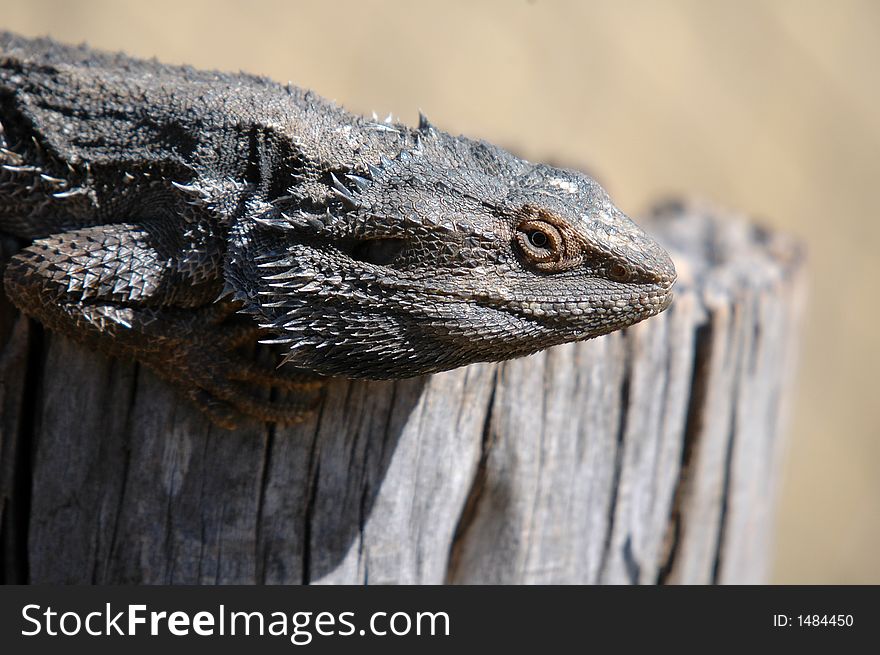 A Bearded Dragon sunning himself on a fencepost.